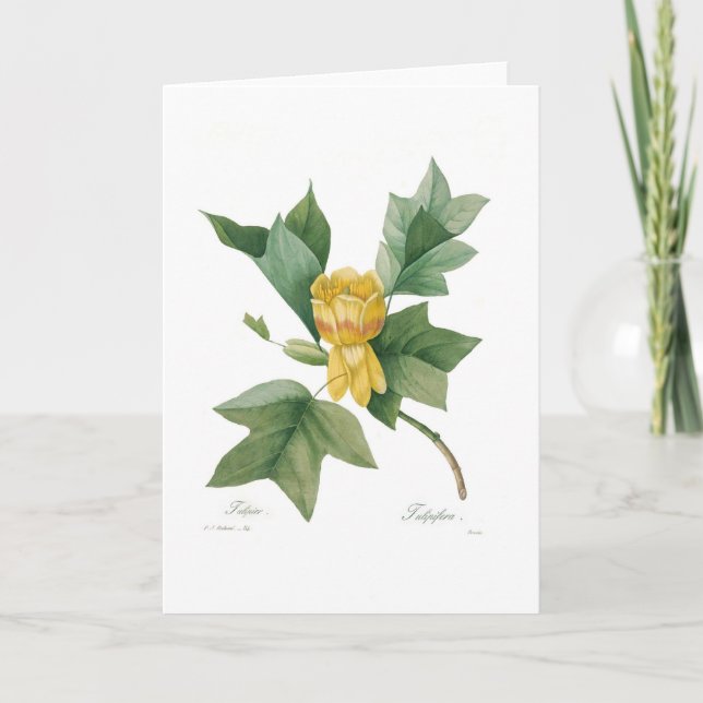 Tarjeta Árbol de tulipán (Anverso)