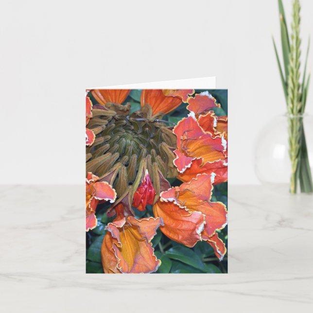 Tarjeta Árbol de tulipán africano Notecard (Anverso)