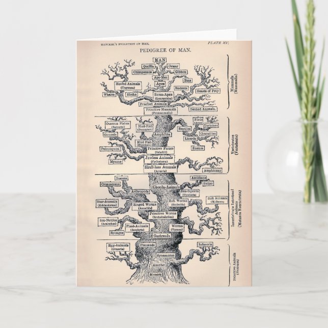 Tarjeta Árbol De Vida / Pedigree De Hombre (Anverso)