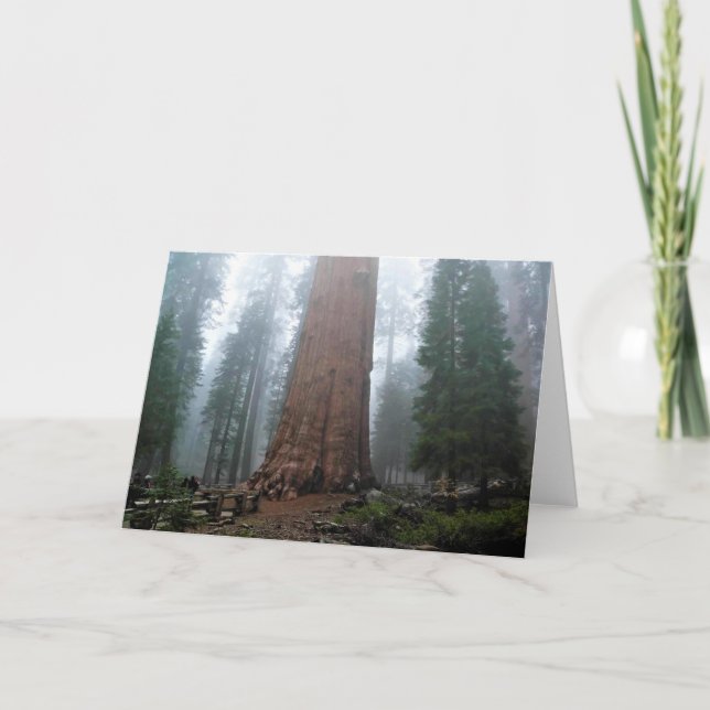 Tarjeta Árbol general Sherman, Sequoia, CA (Anverso)