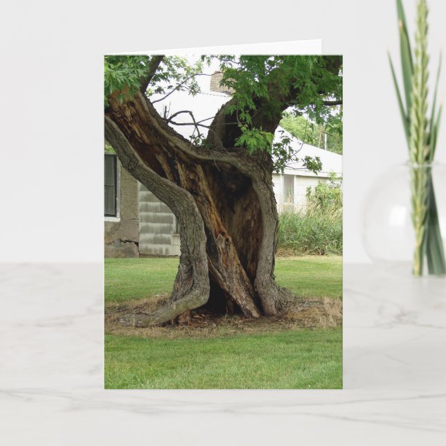 Tarjeta Árbol hueco (Anverso)