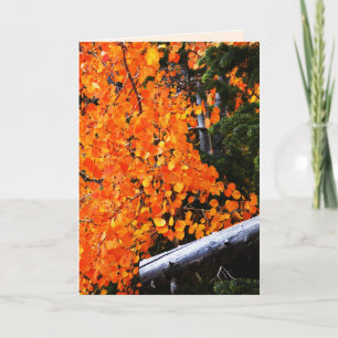 Tarjeta Árbol naranja con registro, en blanco dentro