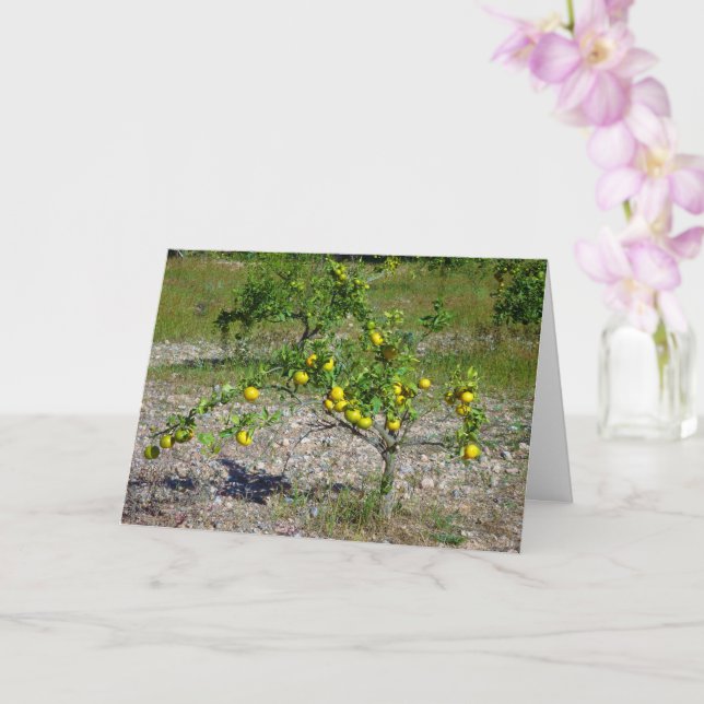 Tarjeta Árbol Naranja mandarín (Orquídea)