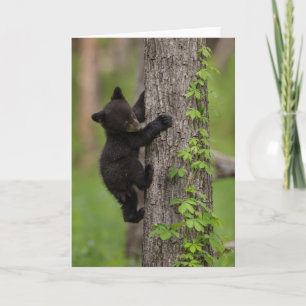 Tarjeta Árbol que sube de Cub de oso negro
