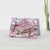 Árbol Sakura En Bloom Rosa Completo En Primavera