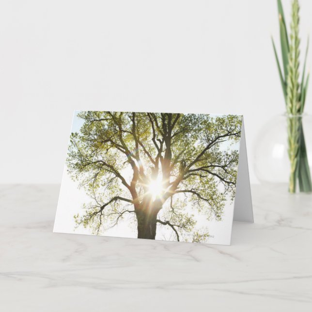 Tarjeta Árbol Sunlit (Anverso)