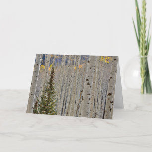 Tarjeta Arboledas de Aspen de Otoño   Montañas Rocosas de 