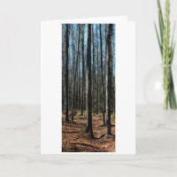 Árboles a fines de otoño: bosque transformado digi