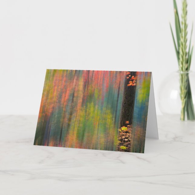 Tarjeta Árboles de arce | Parque estatal de Silver Falls (Anverso)