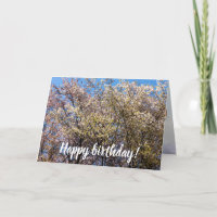 Árboles De Cerezo En Pleno Florecimiento En Un Cál