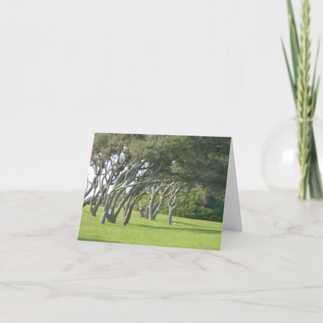 Tarjeta Árboles de Live Oak (Anverso)