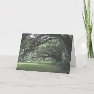 Tarjeta Árboles de roble vivo de los jardines de Magnolia