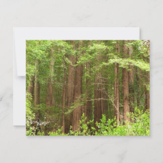 Tarjeta Árboles de secuoya en monumento nacional Muir Wood