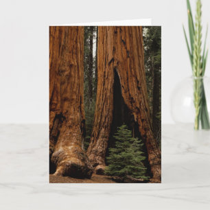 Tarjeta Árboles de secuoya, Parque Nacional Sequoia.