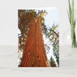 Tarjeta Árboles de secuoyas de parejas fieles, yosemite