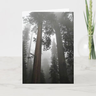Tarjeta Árboles de secuoyas gigantes en niebla, CA