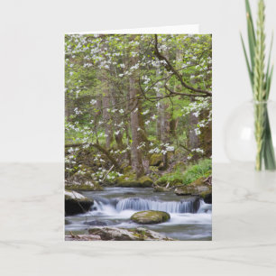 Tarjeta Árboles Dogwood   Gran Montaña Smoky, Tennessee