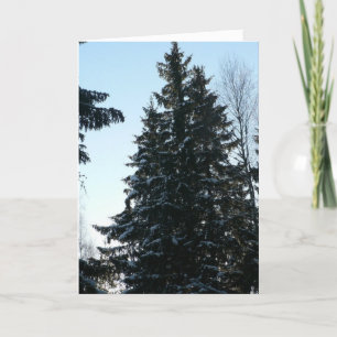 Tarjeta Árboles Spruce en bosque