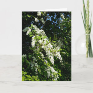Tarjeta Arbusto con flores blancas