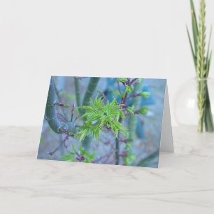 Tarjeta Arce japonés de la melena del león