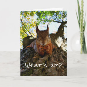 Tarjeta Ardilla Divertida Animales Adorables Hola desde Ho