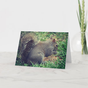 Tarjeta Ardilla en la semilla de aves