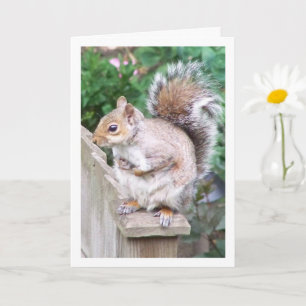 Tarjeta Ardilla en Poste