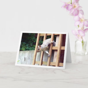 Tarjeta Ardilla en valla