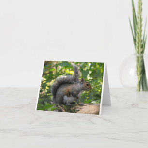 Tarjeta Ardilla gris