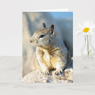 Tarjeta Ardilla gris, Bahía de Monterey, California