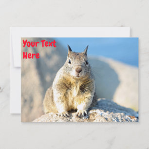 Tarjeta Ardilla gris personalizable Monterey Bay Californi