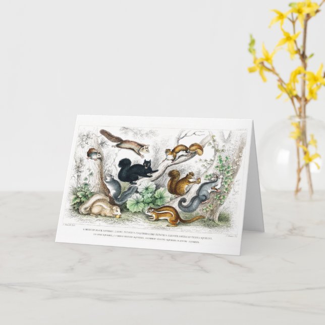 Tarjeta ardilla negra americana, Ariel Petaurus, ardilla (flor amarilla)