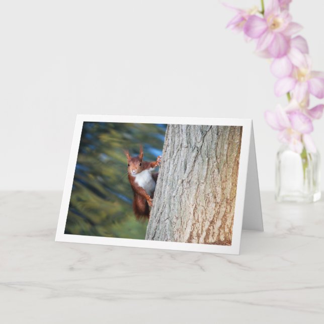 Tarjeta Ardilla roja en el árbol (Orquídea)