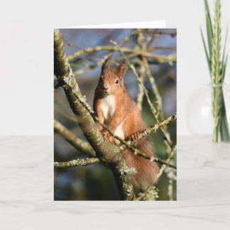 Tarjeta ardilla roja en un árbol