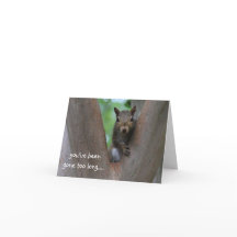 Ardilla solitaria en el árbol, te extraño