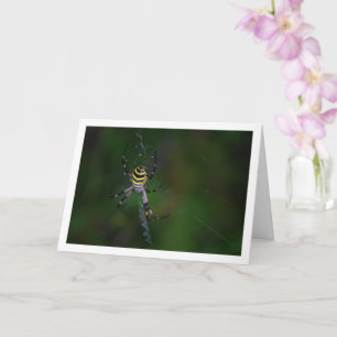 Tarjeta Argiope bruennichi, Araña Wasp, tejedor de orb