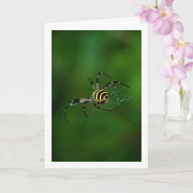 Tarjeta Argiope bruennichi, Avispa, Araña de jardín (Orquídea)