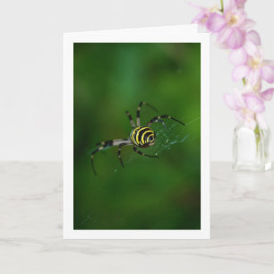 Tarjeta Argiope bruennichi, Avispa Araña, Tejedora de orbe