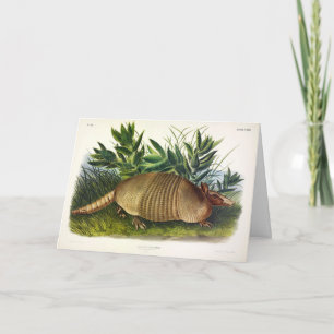 Tarjeta Armadillo de nariz larga y nueve bandas de Audubon