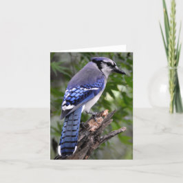 Tarjeta Arrendajo azul