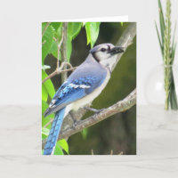 Arrendajo azul