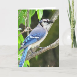 Tarjeta Arrendajo azul