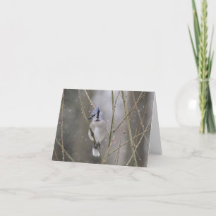 Tarjeta Arrendajo azul en la nieve