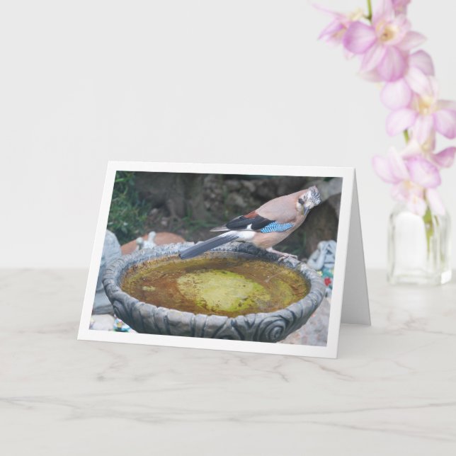 Tarjeta Arrendajo Euroasiático posado en un baño de pájaro (Orquídea)