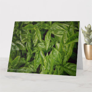 Tarjeta Arte Fino de Albahaca