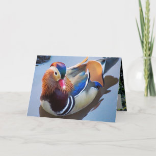 Tarjeta Arte por Davey Mandarin Duck
