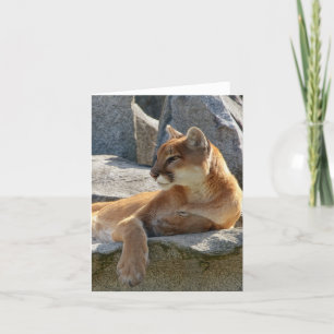 Tarjeta Ascendente cercano del puma