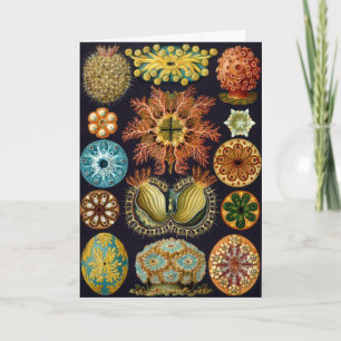 Tarjeta Ascidiacea, Cumpleaños