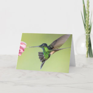 Tarjeta Asombroso colibrí en la rosa de la luz