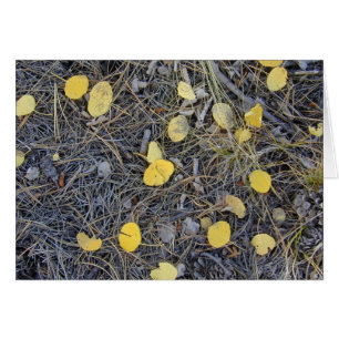 Tarjeta Aspen Ground II